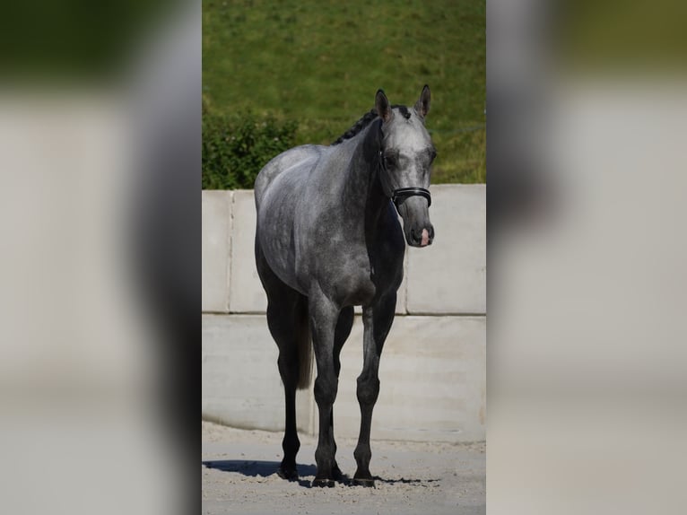 Altre razze Castrone 5 Anni 160 cm Grigio ferro in Nettersheim