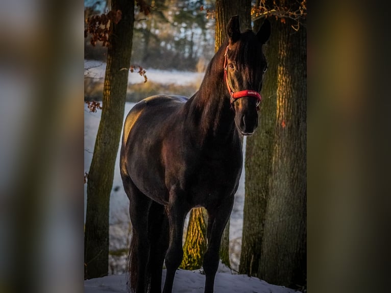 Altre razze Castrone 5 Anni 160 cm Morello in Nettersheim