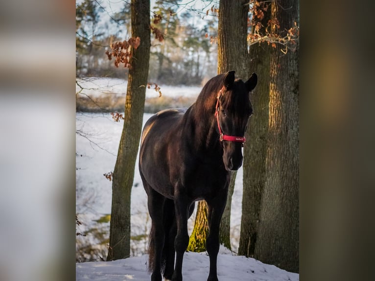 Altre razze Castrone 5 Anni 160 cm Morello in Nettersheim