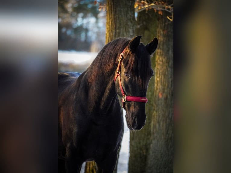 Altre razze Castrone 5 Anni 160 cm Morello in Nettersheim