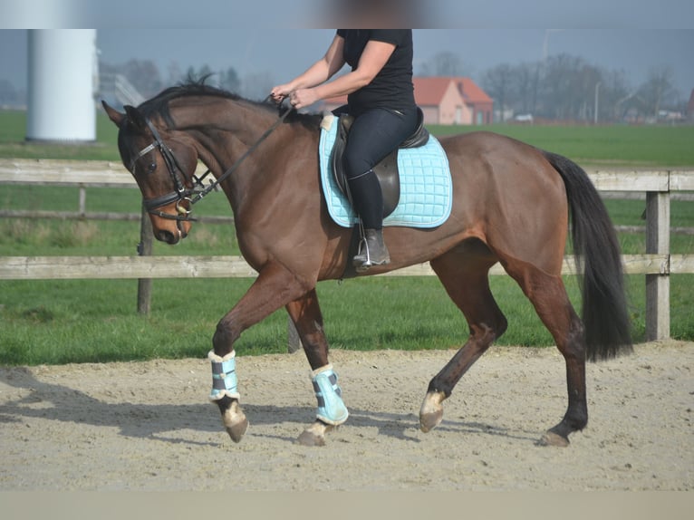 Altre razze Castrone 5 Anni 161 cm Baio in Breda