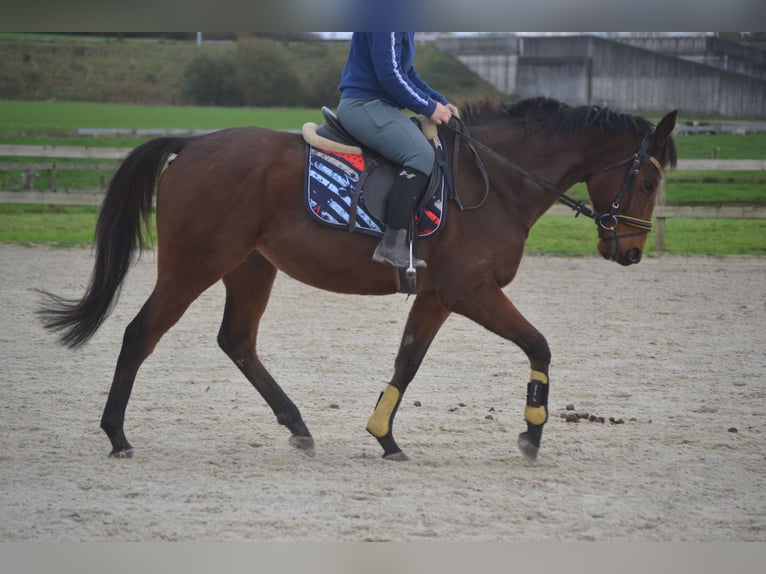 Altre razze Castrone 5 Anni 162 cm Baio in Breda