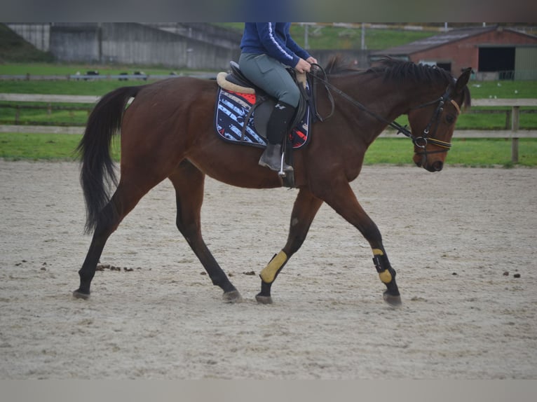 Altre razze Castrone 5 Anni 162 cm Baio in Breda