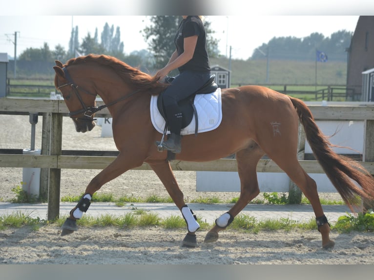 Altre razze Castrone 5 Anni 162 cm Sauro in Breda