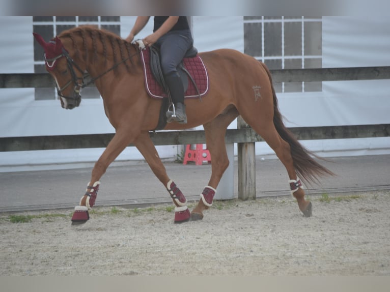 Altre razze Castrone 5 Anni 162 cm Sauro in Breda