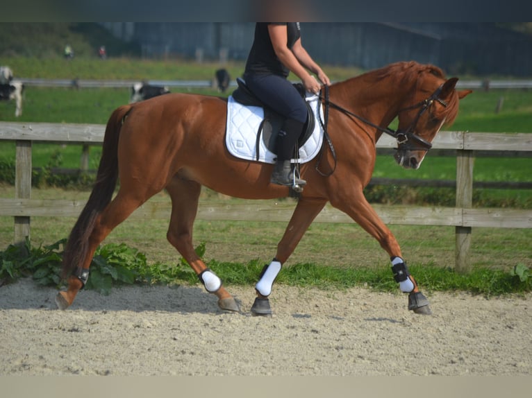 Altre razze Castrone 5 Anni 162 cm Sauro in Breda