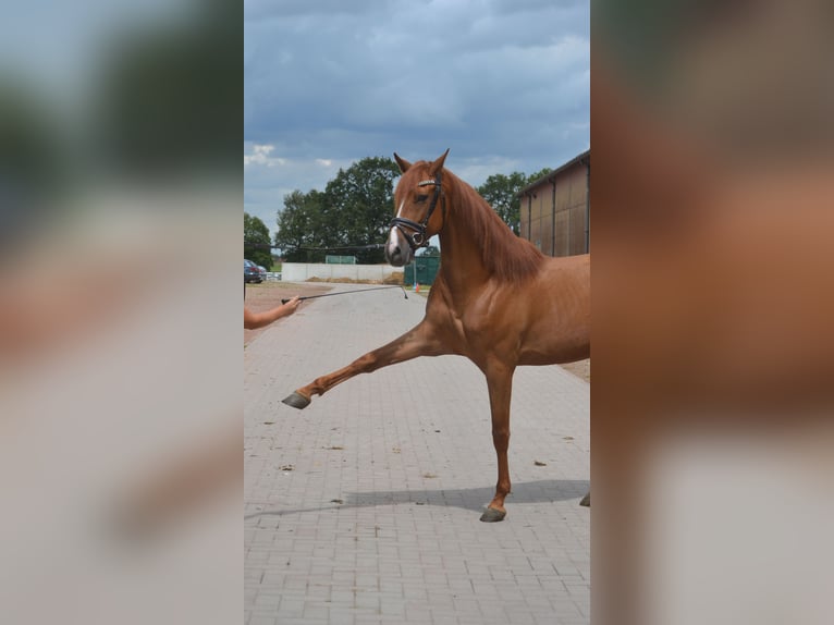 Altre razze Castrone 5 Anni 162 cm Sauro in Breda