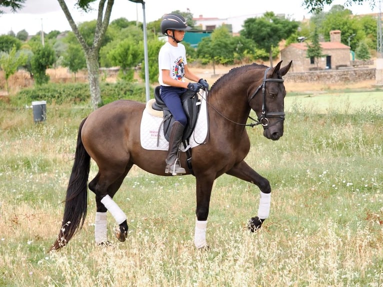 Altre razze Castrone 5 Anni 163 cm Morello in NAVAS DEL MADRONO