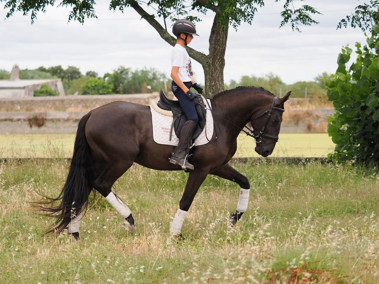Altre razze Castrone 5 Anni 163 cm Morello in NAVAS DEL MADRONO
