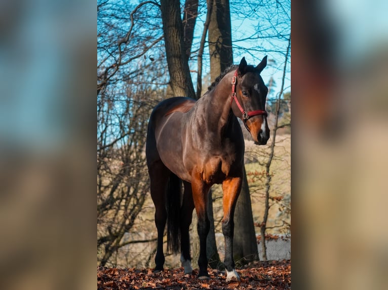 Altre razze Castrone 5 Anni 164 cm Baio in Nettersheim