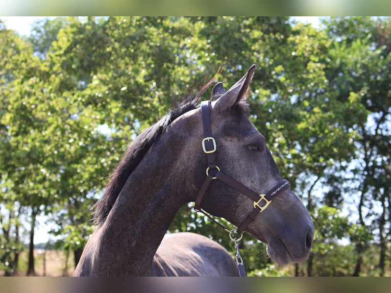 Altre razze Castrone 5 Anni 164 cm Grigio in GROTE-BROGEL