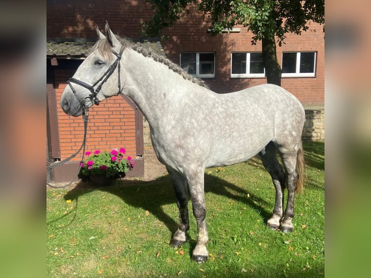 Altre razze Castrone 5 Anni 164 cm Grigio in Hopsten