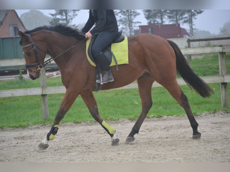 Altre razze Castrone 5 Anni 165 cm Baio in Breda