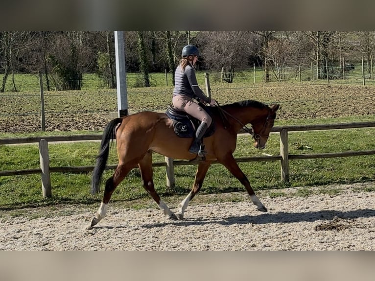 Altre razze Castrone 5 Anni 165 cm Baio ciliegia in Pau