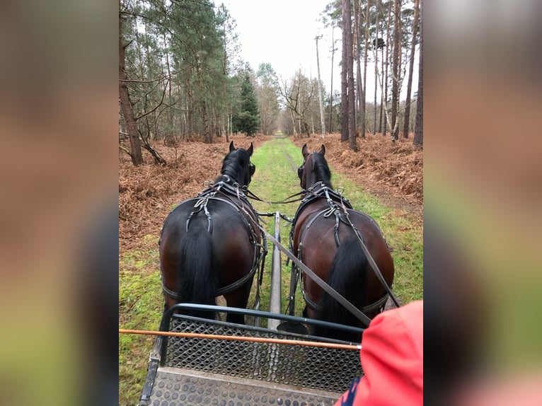 Altre razze Castrone 5 Anni 165 cm Baio nero in Compiègne