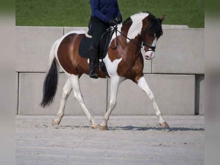 Altre razze Castrone 5 Anni 165 cm Pezzato in Nettersheim