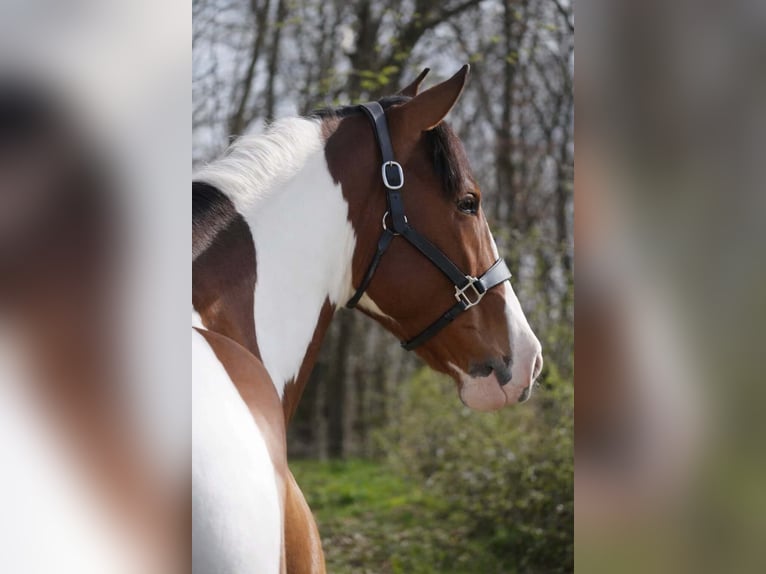 Altre razze Castrone 5 Anni 165 cm Pezzato in Nettersheim