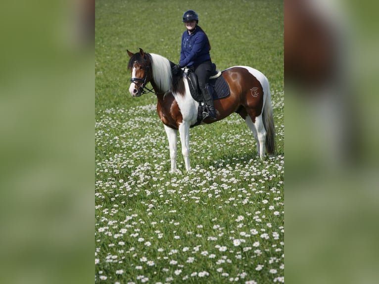 Altre razze Castrone 5 Anni 165 cm Pezzato in Nettersheim