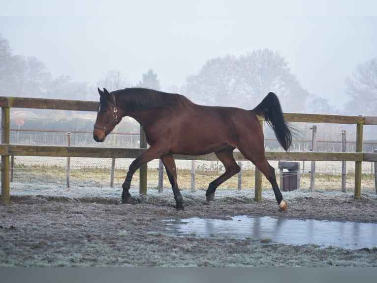 Altre razze Castrone 5 Anni 173 cm Baio in Achtmaal