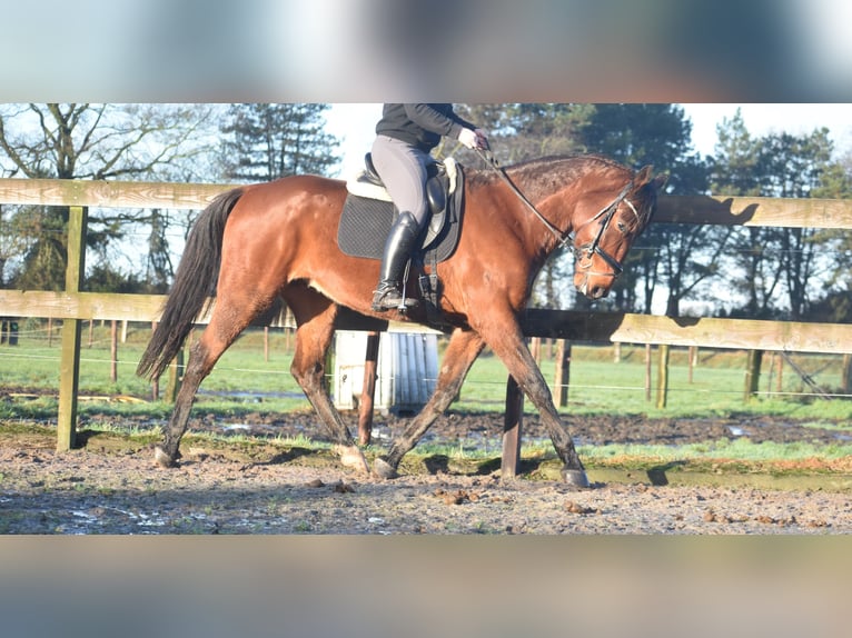 Altre razze Castrone 5 Anni 173 cm Baio in Achtmaal