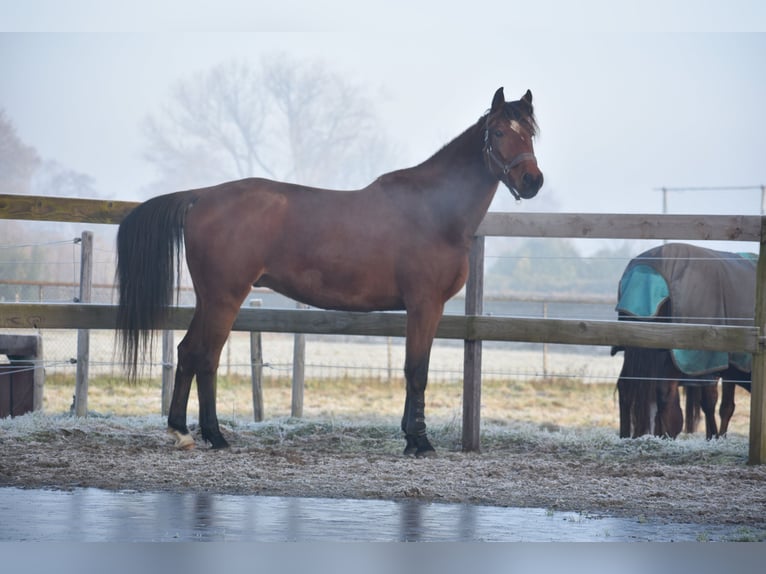 Altre razze Castrone 5 Anni 173 cm Baio in Achtmaal