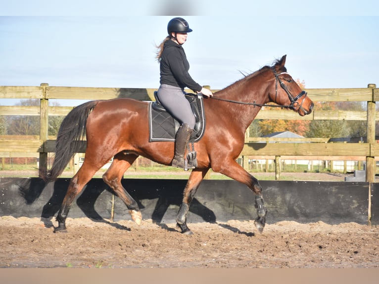 Altre razze Castrone 5 Anni 173 cm Baio in Achtmaal