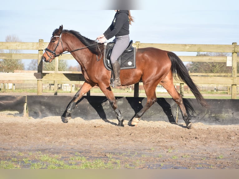 Altre razze Castrone 5 Anni 173 cm Baio in Achtmaal