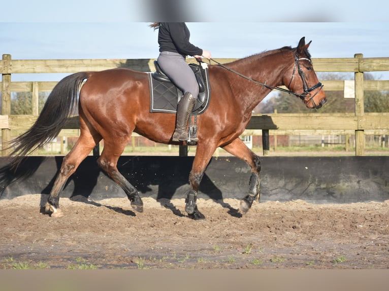 Altre razze Castrone 5 Anni 173 cm Baio in Achtmaal