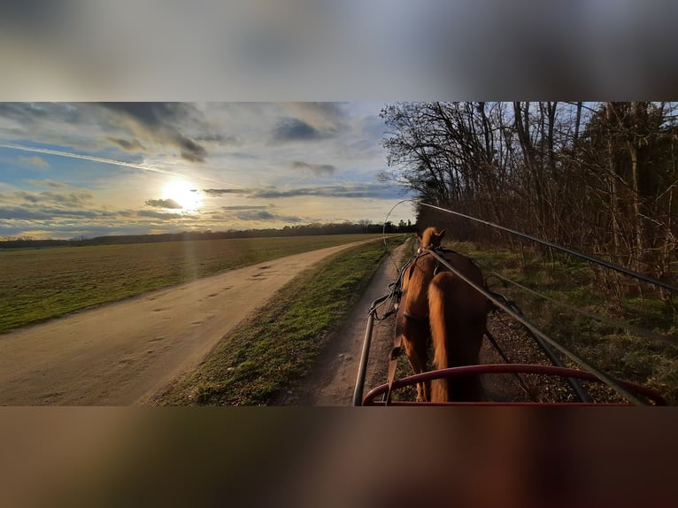 Altre razze Mix Castrone 5 Anni Sauro in Schönebeck (Elbe)