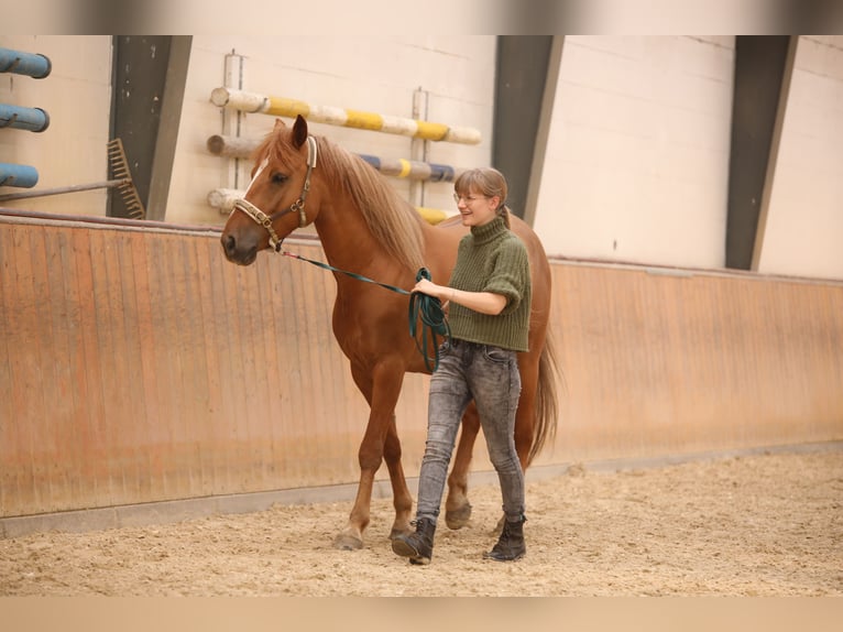 Altre razze Mix Castrone 5 Anni Sauro in Schönebeck (Elbe)