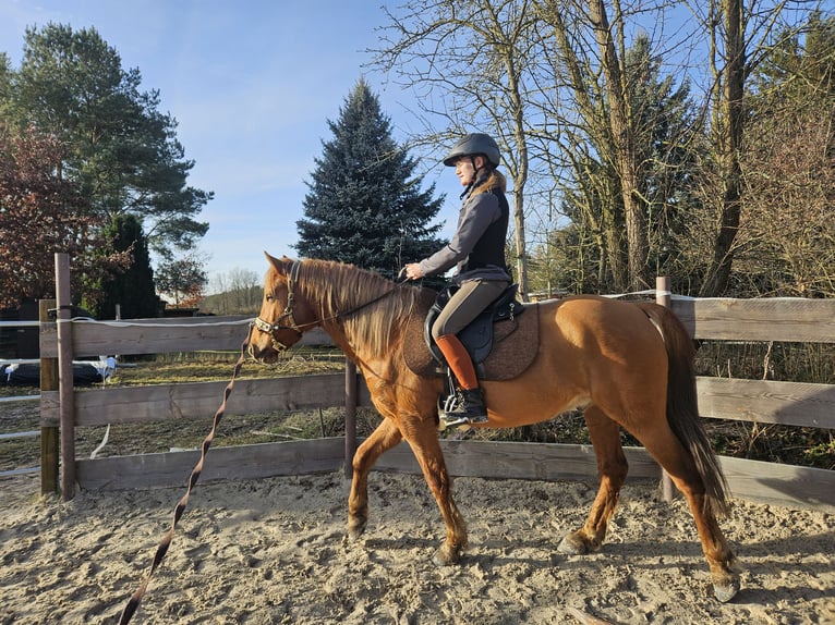 Altre razze Mix Castrone 5 Anni Sauro in Schönebeck (Elbe)