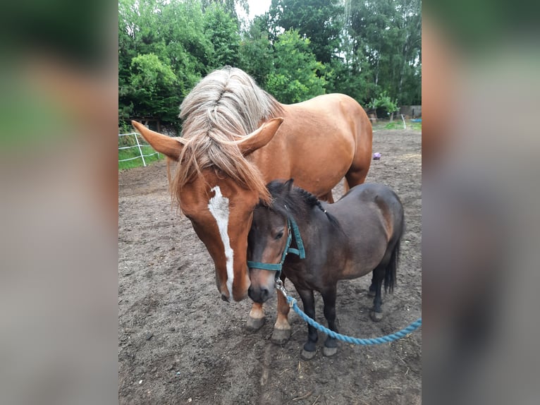 Altre razze Mix Castrone 5 Anni Sauro in Schönebeck (Elbe)