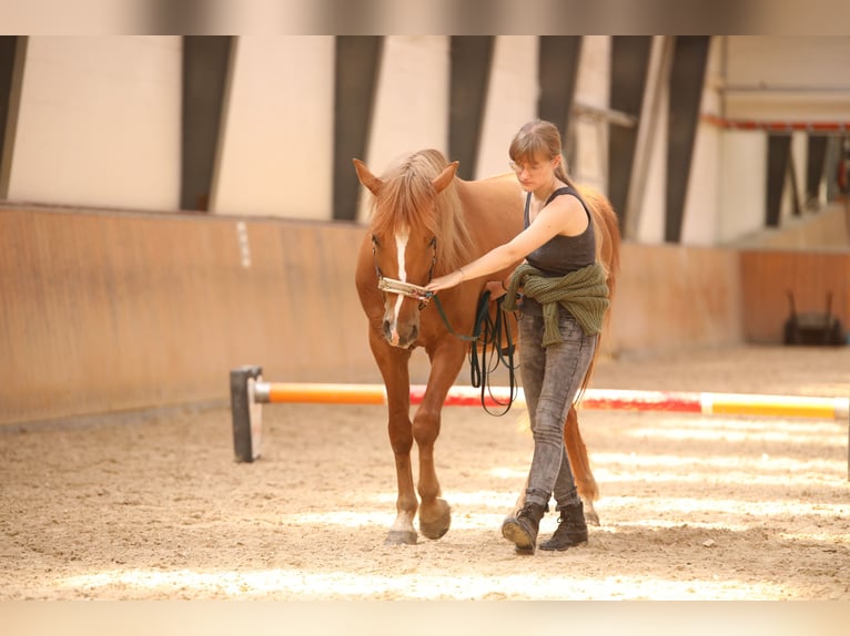 Altre razze Mix Castrone 5 Anni Sauro in Schönebeck (Elbe)