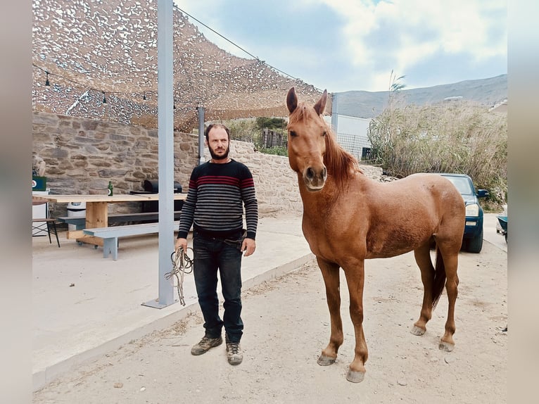 Altre razze Mix Castrone 5 Anni Sauro in Paros