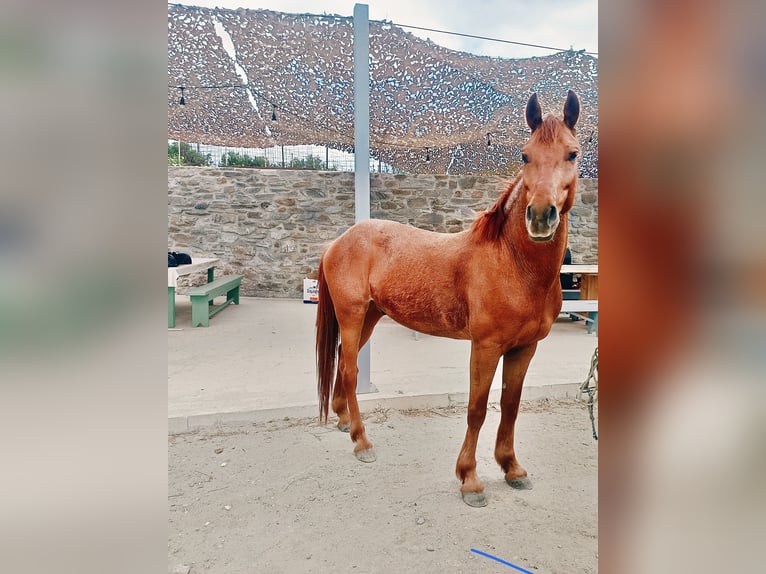 Altre razze Mix Castrone 5 Anni Sauro in Paros