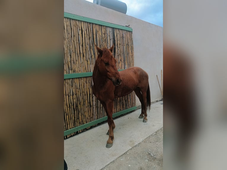 Altre razze Mix Castrone 5 Anni Sauro in Paros