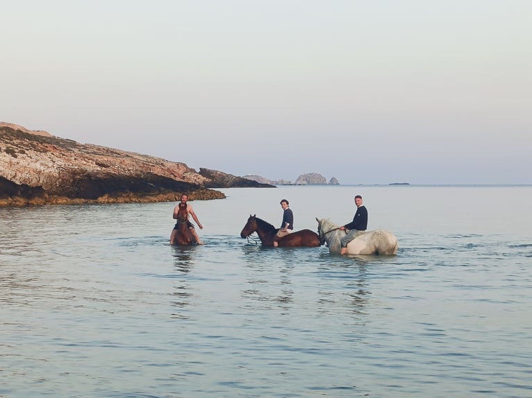Altre razze Mix Castrone 5 Anni Sauro in Paros