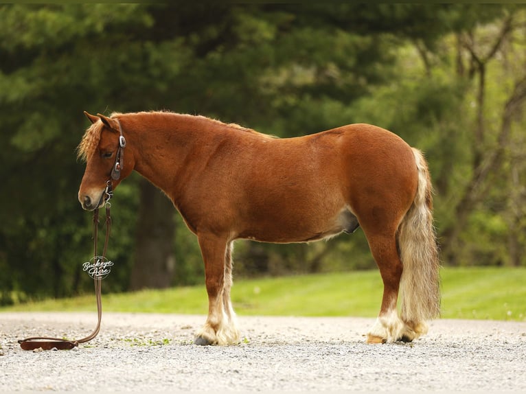 Altre razze Castrone 6 Anni 117 cm Sauro ciliegia in Millersburg