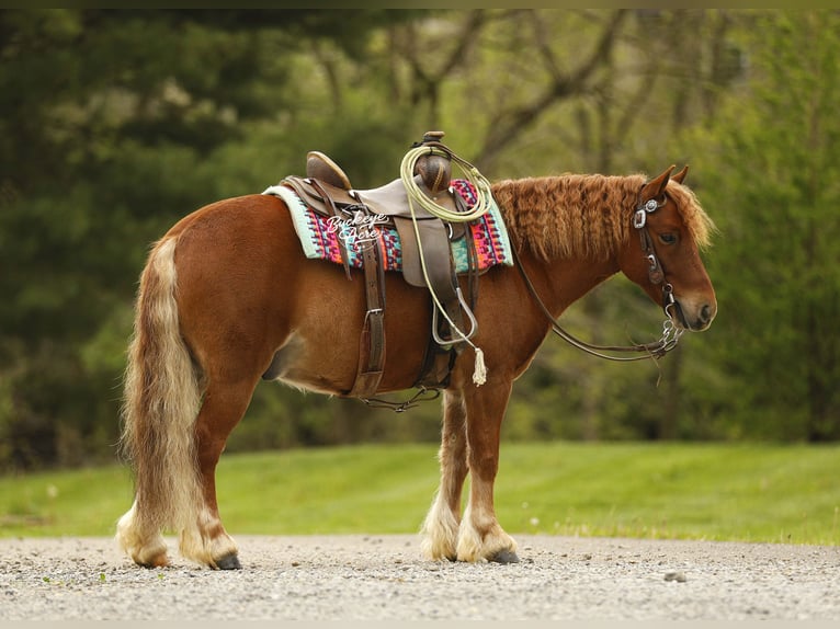 Altre razze Castrone 6 Anni 117 cm Sauro ciliegia in Millersburg