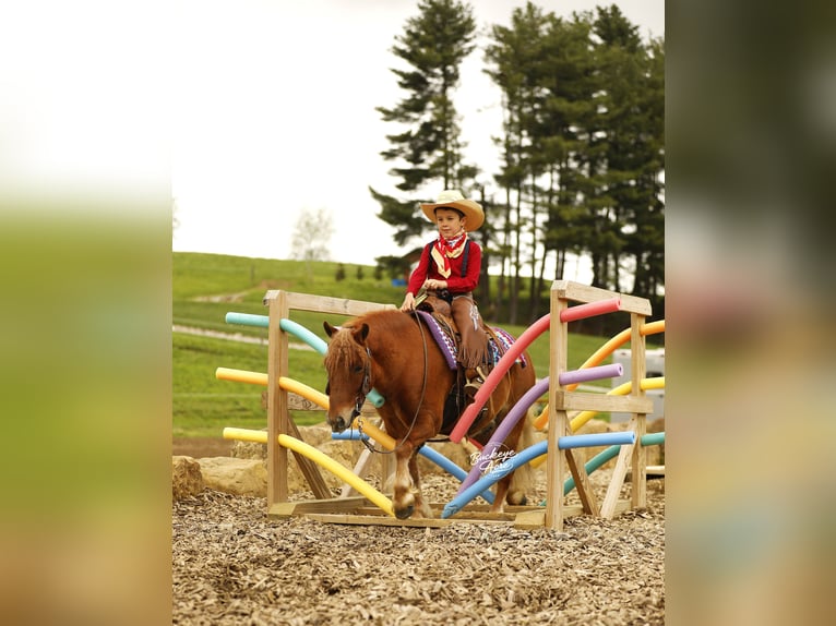 Altre razze Castrone 6 Anni 117 cm Sauro ciliegia in Millersburg
