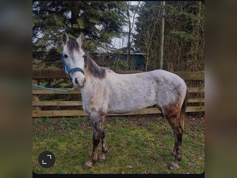 Altre razze Castrone 6 Anni 133 cm Grigio in Stutensee