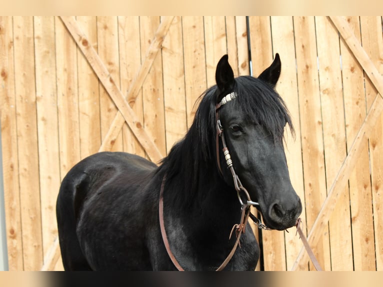 Altre razze Castrone 6 Anni 142 cm Morello in Fort Collins