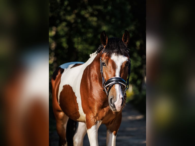 Altre razze Mix Castrone 6 Anni 144 cm Pezzato in Vilnius