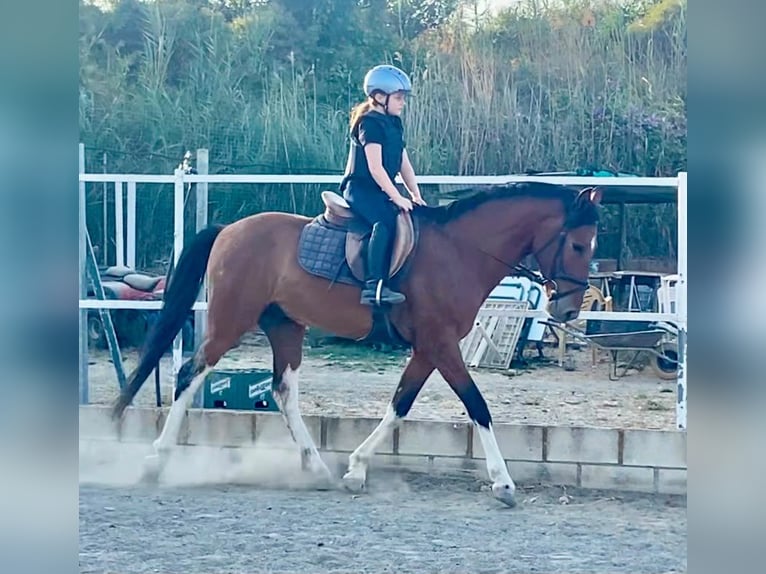 Altre razze Castrone 6 Anni 148 cm Baio in Coin