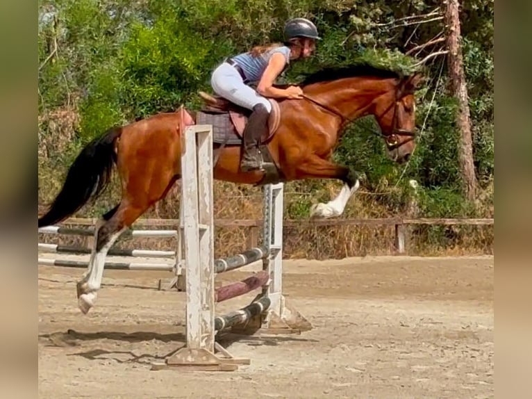 Altre razze Castrone 6 Anni 148 cm Baio in Coin