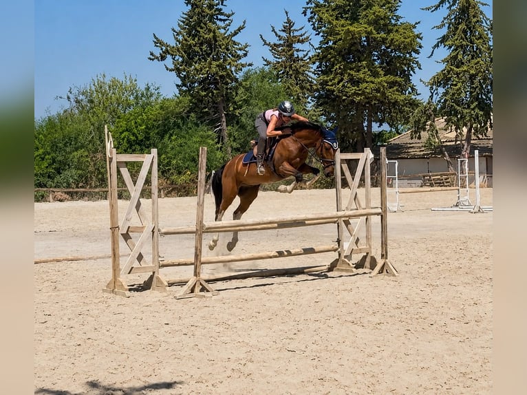 Altre razze Castrone 6 Anni 148 cm Baio in Coin