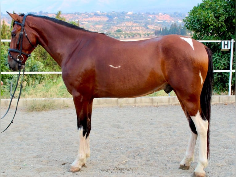 Altre razze Castrone 6 Anni 148 cm Baio in Coin