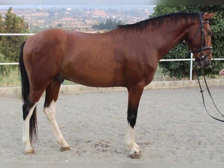 Altre razze Castrone 6 Anni 148 cm Baio in Coin