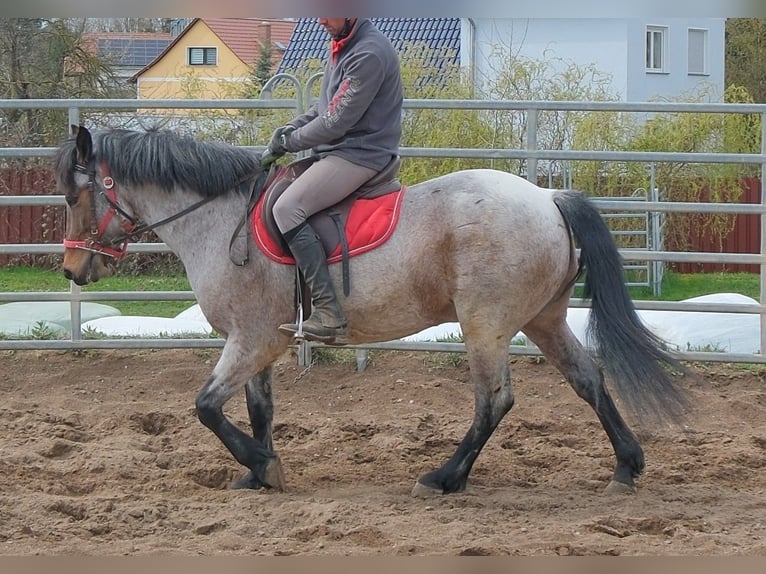 Altre razze Castrone 6 Anni 148 cm Baio roano in Rudersdorf