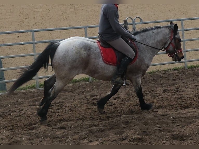 Altre razze Castrone 6 Anni 148 cm Baio roano in Rudersdorf